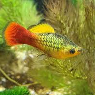 Variatus Platy - 3cm