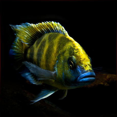 Venus Cichild - 10-12cm
