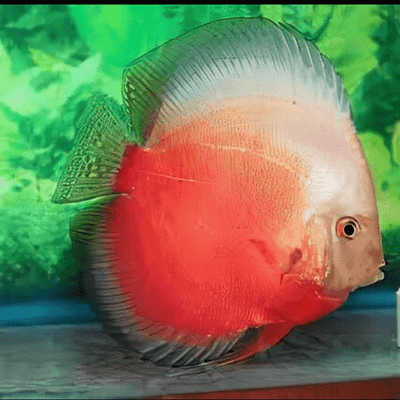 Red & White Discus - 6cm