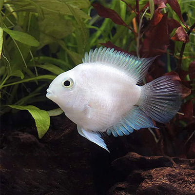 Platinum Polar Parrot - 3cm