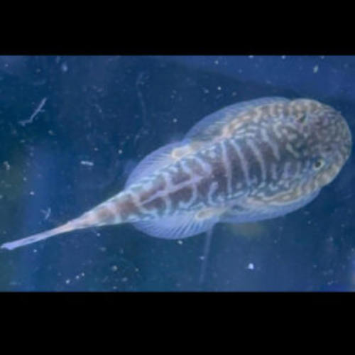 Blue Zebra Borneo Sucker - 4cm