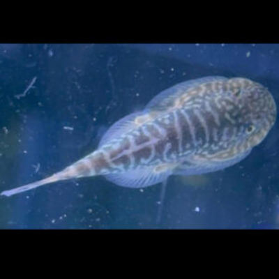 Blue Zebra Borneo Sucker - 4cm