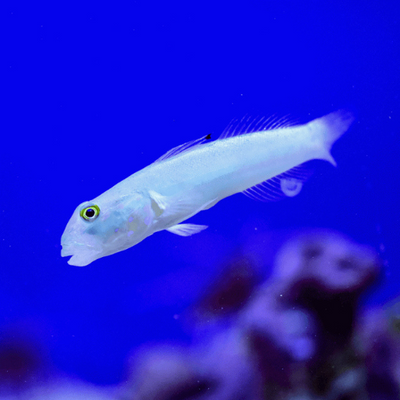 White Sand Goby