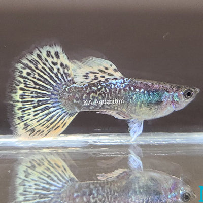 Guppy Yellow Dragon - L