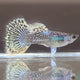 Guppy Yellow Dragon - L