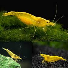 Yellow Cherry Shrimp