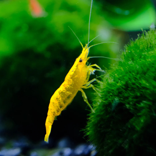 Yellow Cherry Shrimp - 2cm