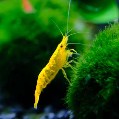 Yellow Cherry Shrimp - 2cm