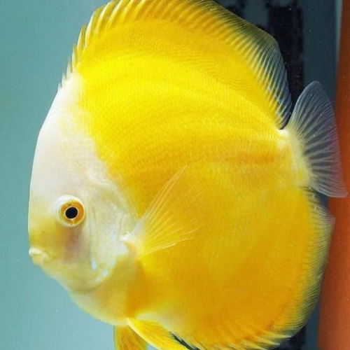 Yellow Melon Discus  - 6cm