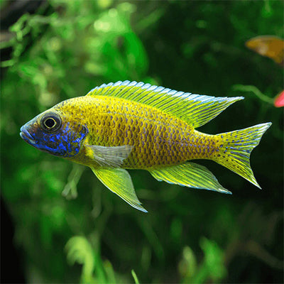 Yellow Peacock Cichlid