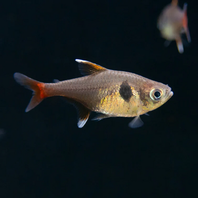 Golden Phantom Tetra