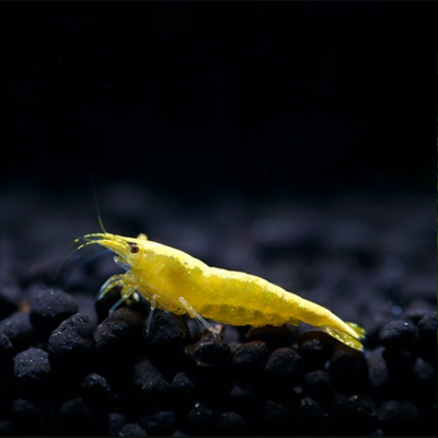 Yellow Shrimp