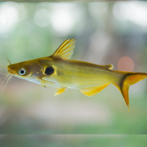 Yellow Tail Catfish - 5cm