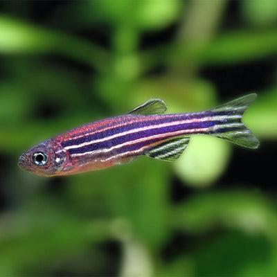 Zebra Danio