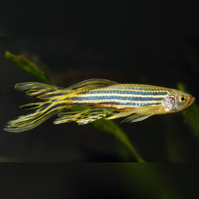 Zebra Danio Longfin - 3.8cm