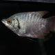 Giant Gourami