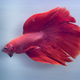 Betta Rosetail Male