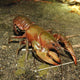 Devil Red Claw Crayfish - 5cm