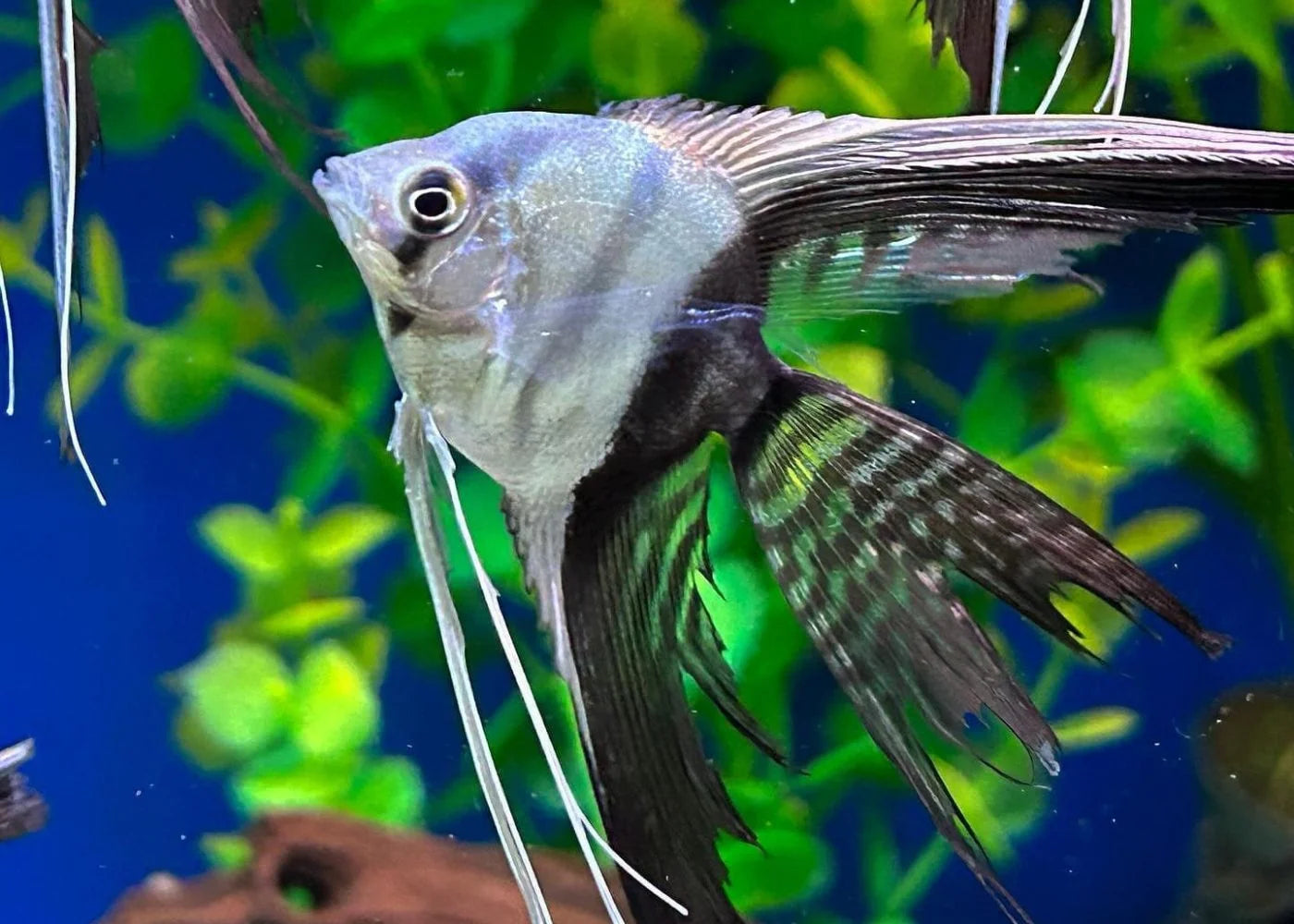 Black and White Angel Fish - S
