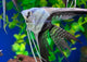 Black and White Angel Fish - S