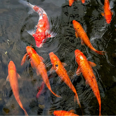 Koi Carp Red - 9cm