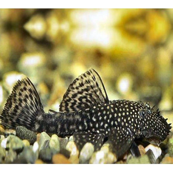 Bristlenose Black  L144 - 4cm