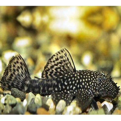 Bristlenose Black  L144 - 4cm