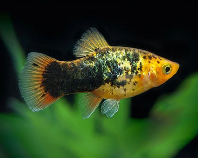 Platy Golden Calico - L