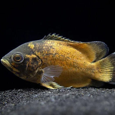 Black Copper Oscar - 5cm