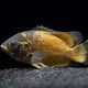 Black Copper Oscar 3-5cm