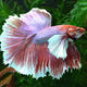 Betta Elephant Ear Male - L