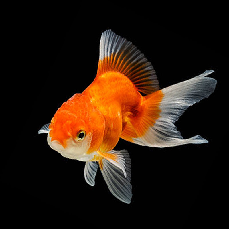 Goldfish Fancy - 5cm