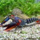 Two Tone Claw Crayfish - 5cm
