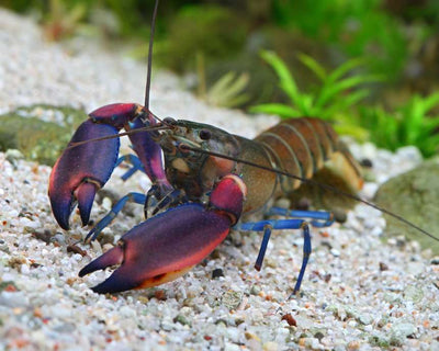 Zebra Papua Lobster