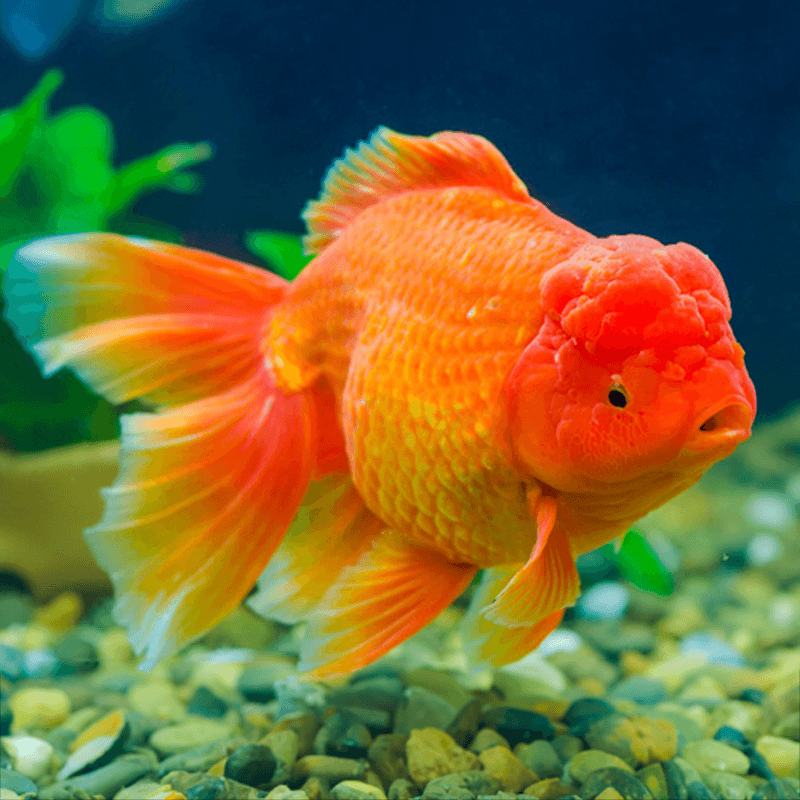 Red Jelly Head Oranda Goldfish