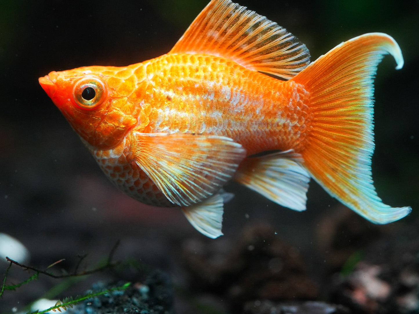 Sunkist Molly Balloon Roundtail - 3cm