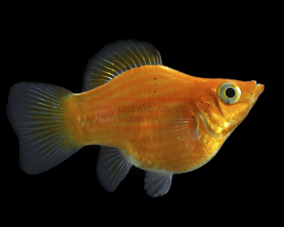 Golden Balloon Molly