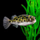 Green Puffer