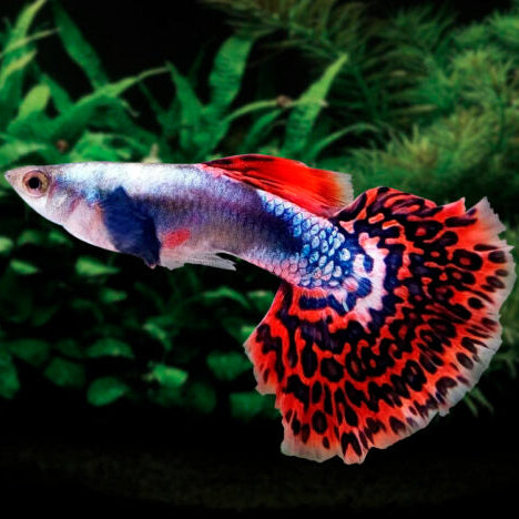 Guppy Orange Mosaic