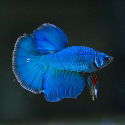 Betta Fancy Halfmoon Male - L
