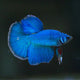 Betta Fancy Halfmoon Male - L
