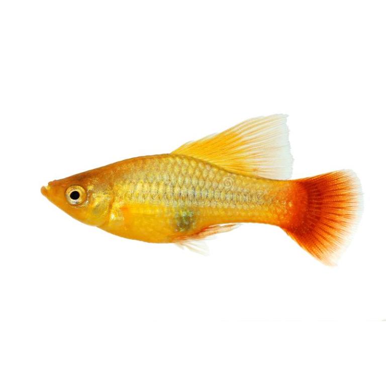 Platy Emerald Hi-Fin - L