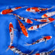 Koi Carp Tri Color 8-9cm