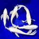 Koi Carp Platinum 8- 9cm
