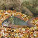 Emerald Green Cory - 2.5cm