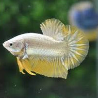 Betta Dragon Yellow Male - L