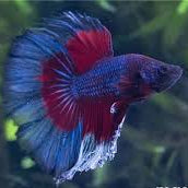 Betta Flowertail Male - L