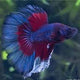 Betta Flowertail Male - L