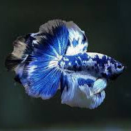 Betta Halfmoon Male - L