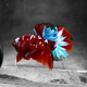 Betta Koi Red Galaxy - L